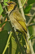 Stripe-throated Bulbul