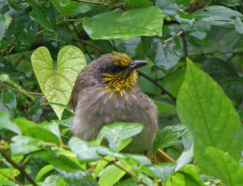 Stripe-throated Bulbul