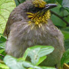 Bulbul de Finlayson