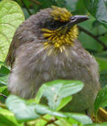 Stripe-throated Bulbul