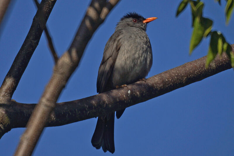 Malagasy Bulbul