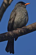 Malagasy Bulbul