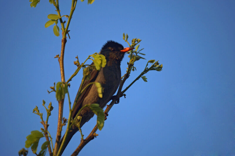 Malagasy Bulbul