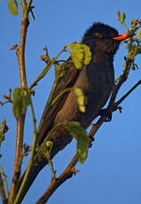 Bulbul de Madagascar