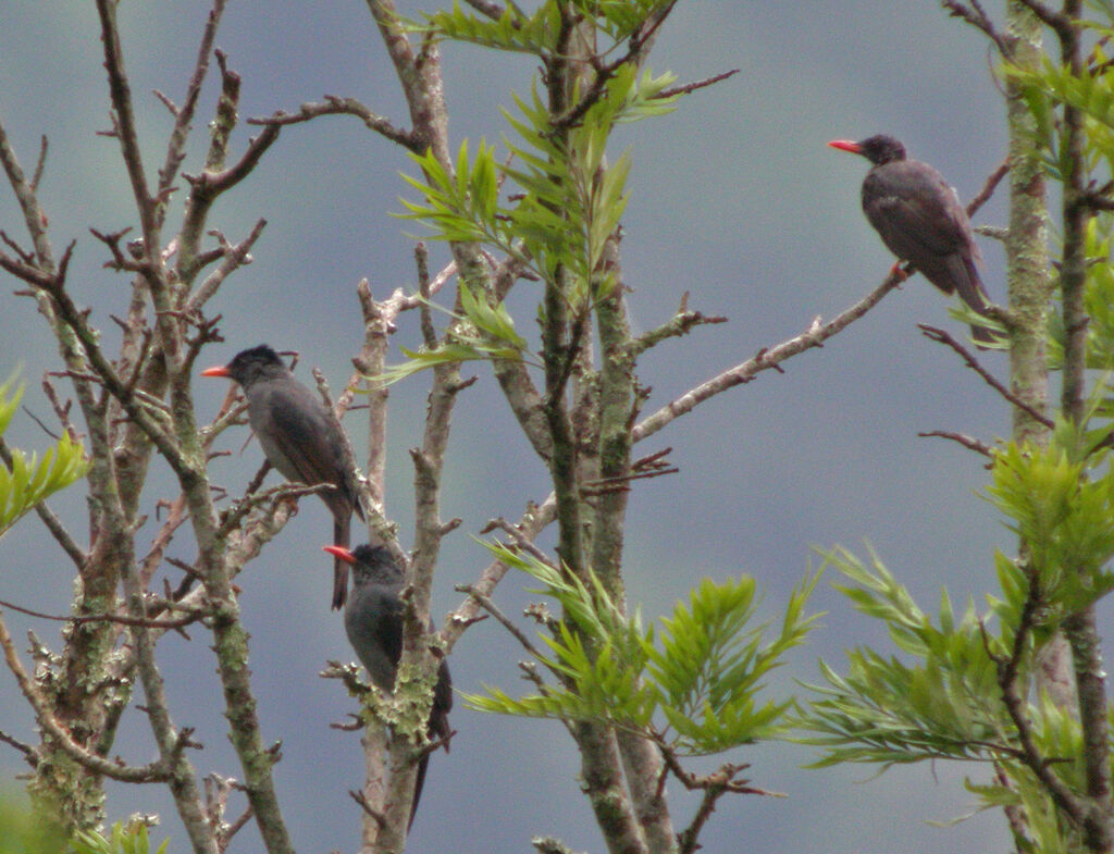 Square-tailed Bulbul