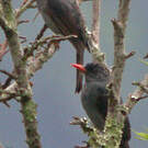Bulbul des Ghats