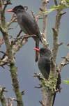 Bulbul des Ghats