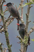 Square-tailed Bulbul