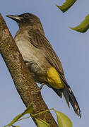 Bulbul des jardins