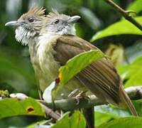 White-throated Bulbul