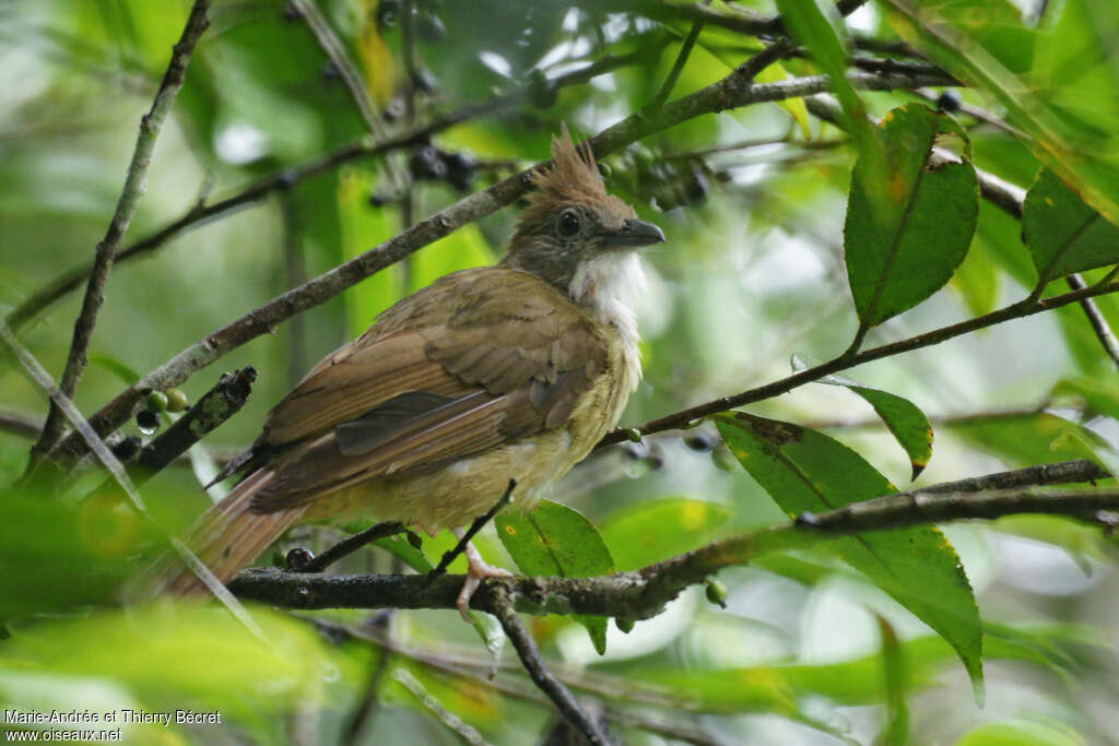 Bulbul flavéoleadulte, identification