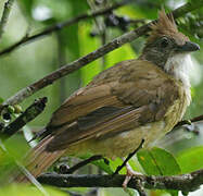 White-throated Bulbul