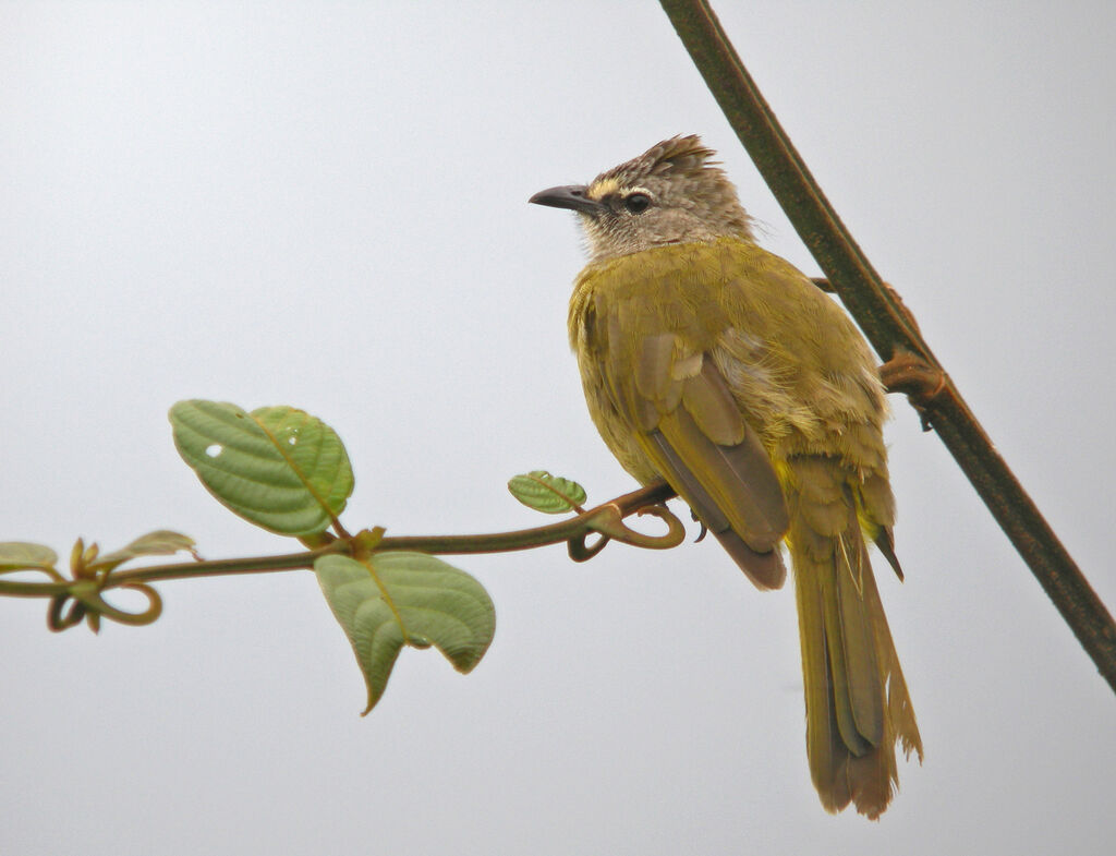 Bulbul flavescent, identification