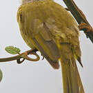 Bulbul flavescent