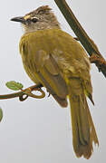 Flavescent Bulbul