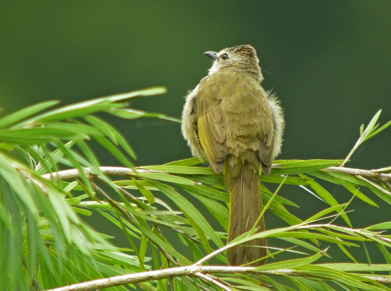 Flavescent Bulbul