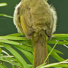 Bulbul flavescent