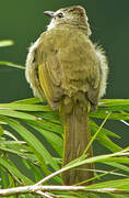 Bulbul flavescent