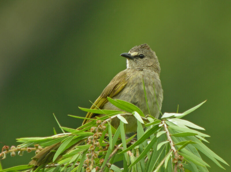 Bulbul flavescent