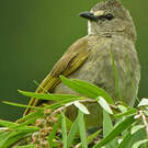 Bulbul flavescent