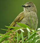 Bulbul flavescent