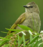 Flavescent Bulbul