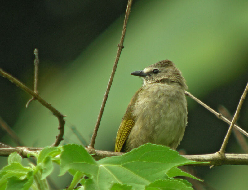 Flavescent Bulbul