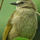 Bulbul flavescent