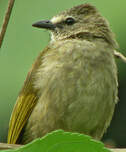 Bulbul flavescent