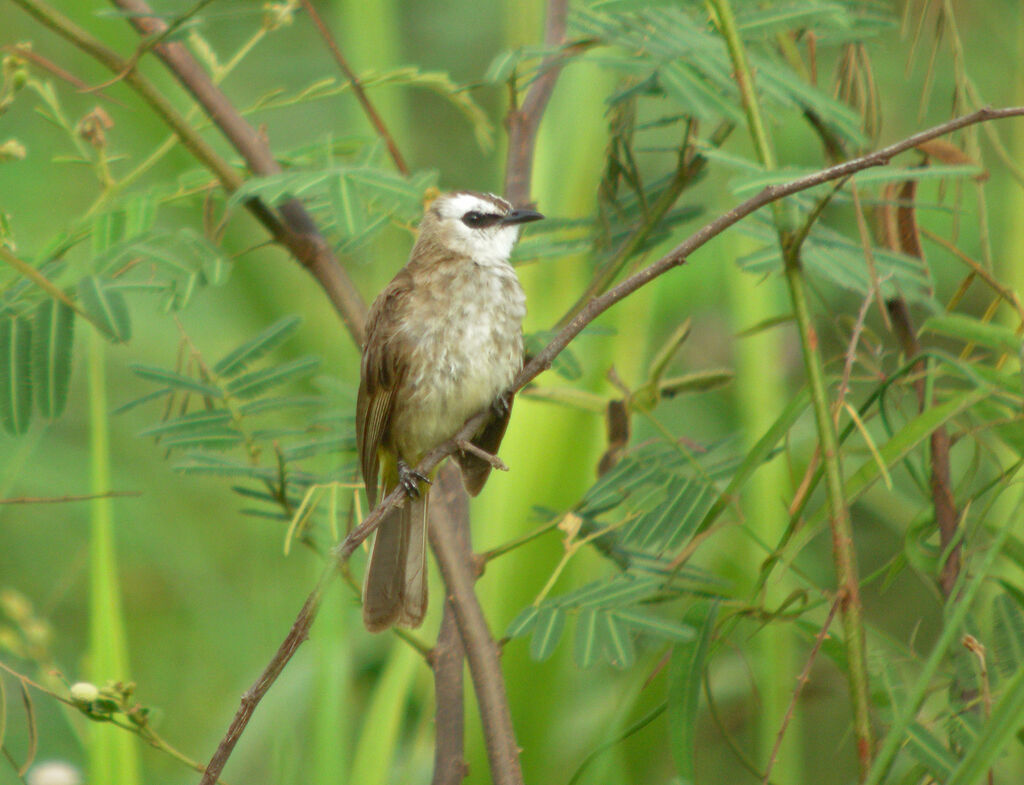 Yellow-vented Bulbul