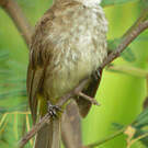 Bulbul goiavier