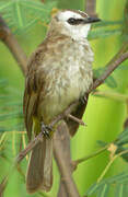 Yellow-vented Bulbul