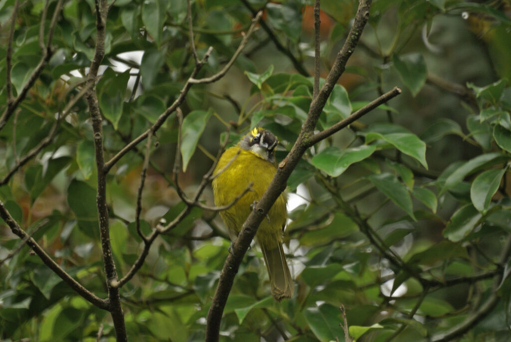 Yellow-eared Bulbul