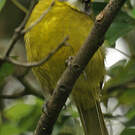 Bulbul oreillard