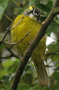 Yellow-eared Bulbul