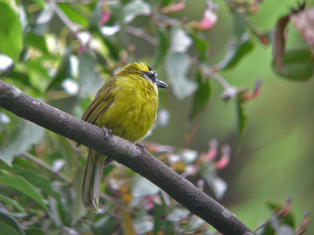 Yellow-eared Bulbul