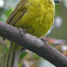 Bulbul oreillard