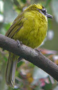 Yellow-eared Bulbul