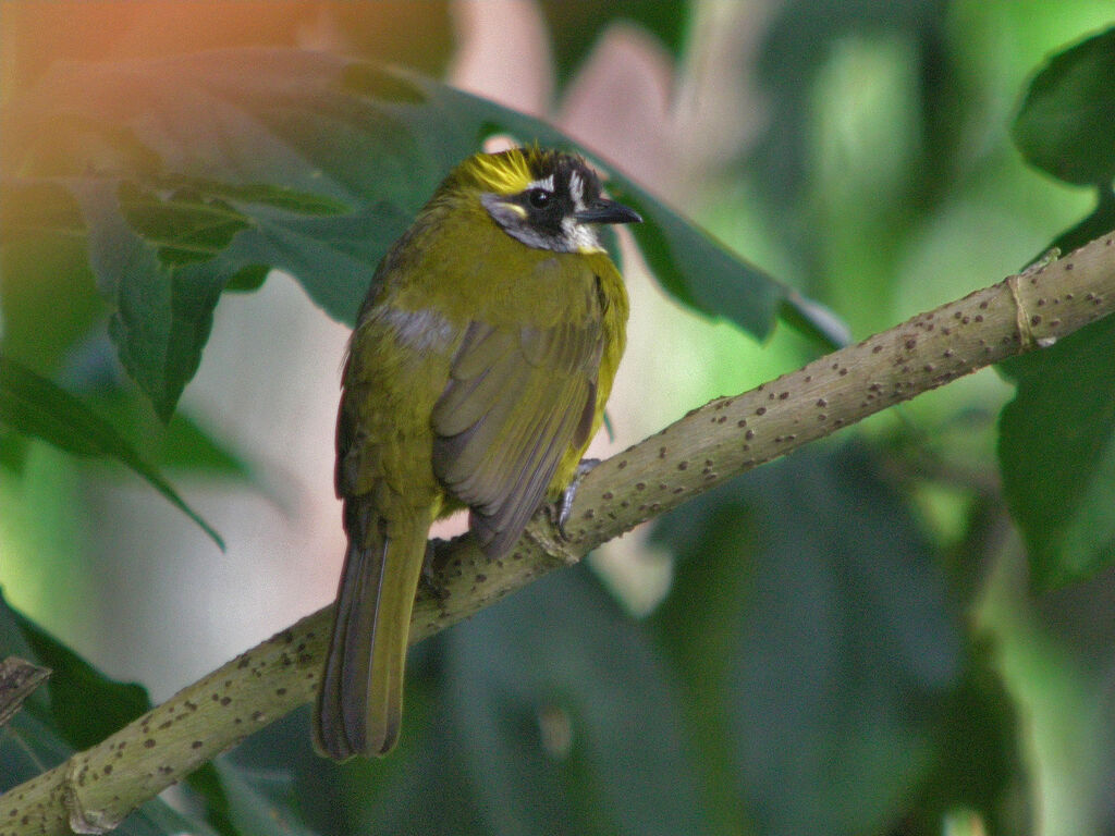 Yellow-eared Bulbul