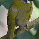 Bulbul oreillard