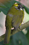 Yellow-eared Bulbul