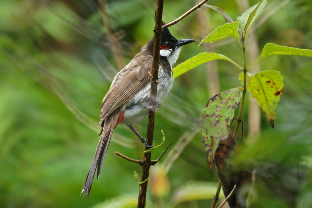 Red-whiskered Bulbul