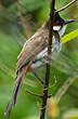 Bulbul orphée