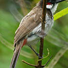 Bulbul orphée