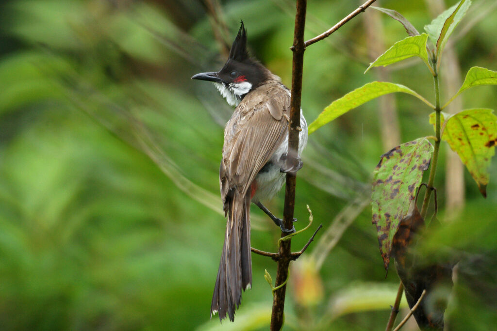 Bulbul orphée, identification