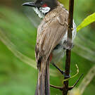 Bulbul orphée