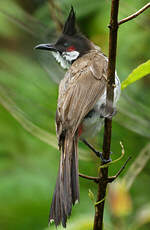 Bulbul orphée