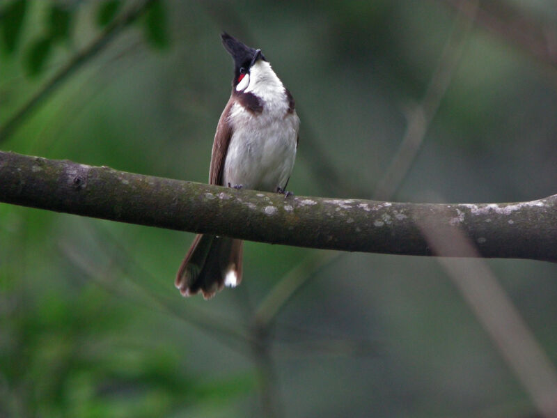 Red-whiskered Bulbul