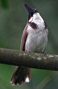 Red-whiskered Bulbul