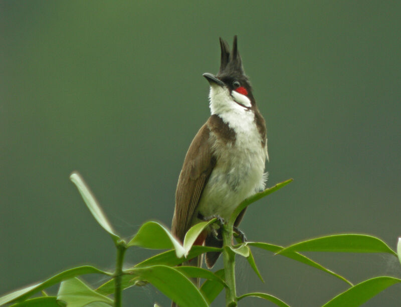 Bulbul orphée